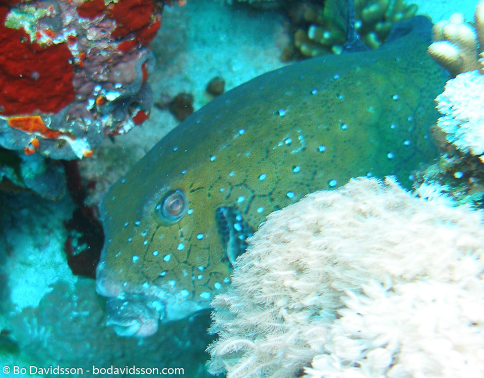 BD-071212-Tiran-121798-Ostracion-cubicus.-Linnaeus.-1758-[Yellow-boxfish].jpg